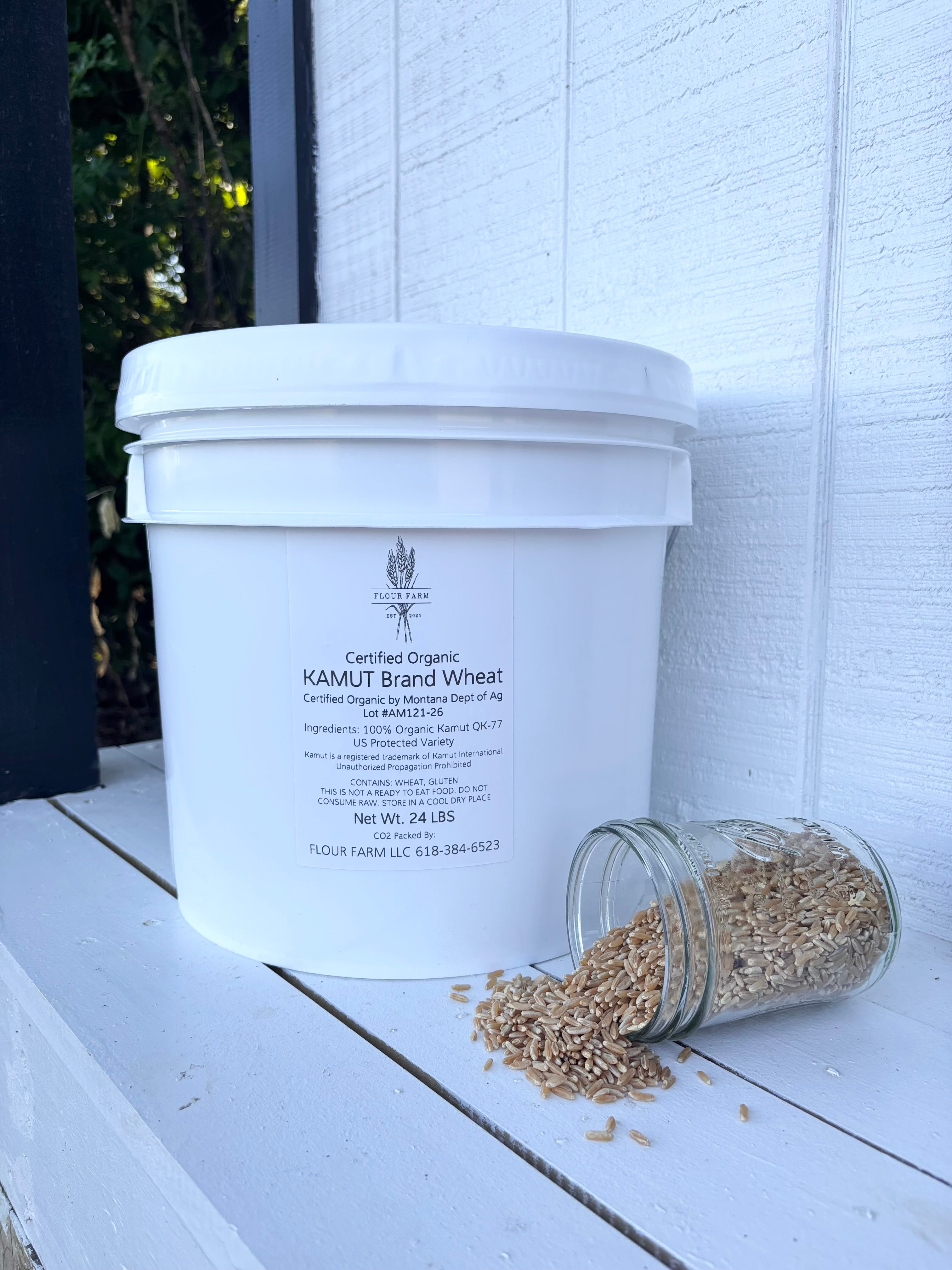 KAMUT Brand Organic Korasan Wheat