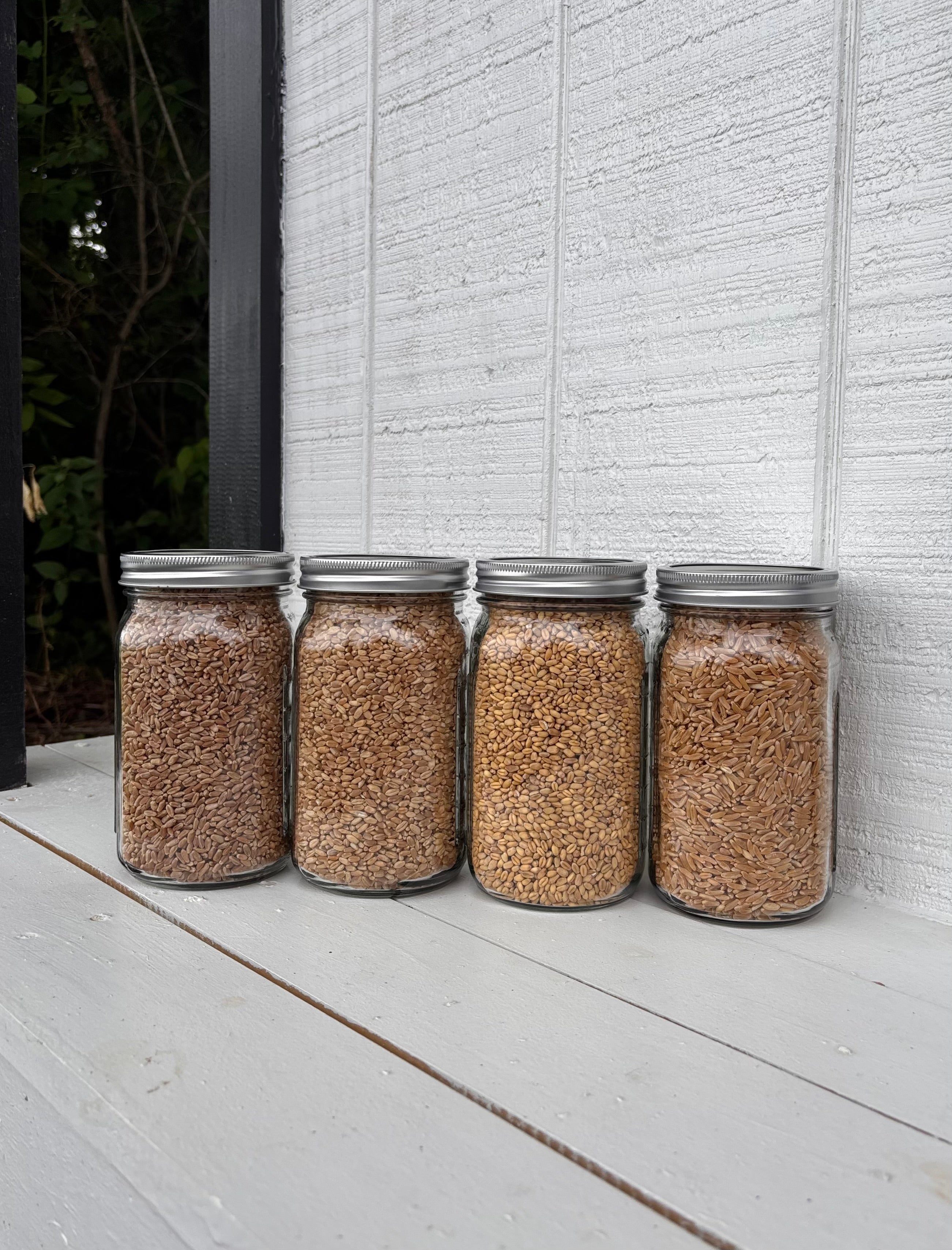 Wheat Berries - Sample Size